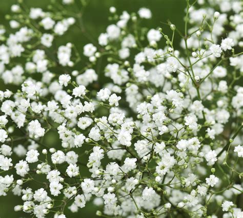 White Small Flowers Images White Small Flowers Weed In The Garden