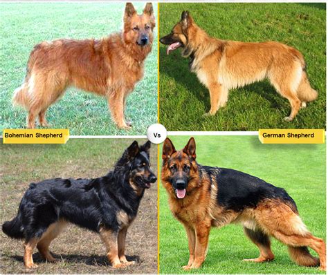 11 Dog Breeds Like The German Shepherd Dog Breeds Bohemian Shepherd