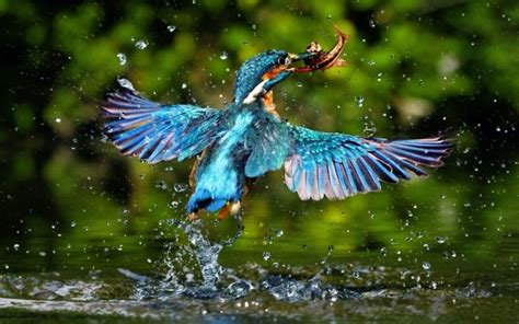 Kingfisher Water Splah 1024×768 Hd Wallpapers