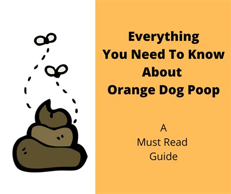 Your Dog Is Producing Orange Dog Poop Should You Be Worried