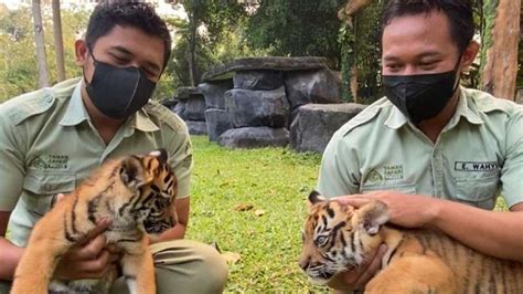 Ke Taman Safari Dari Bandung