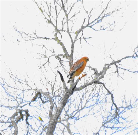 Central Texas Hill Country 78070 Which Hawk Help Me Identify A North