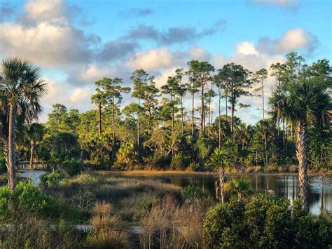 The Florida Everglades Are Americas Largest Subtropical Wilderness