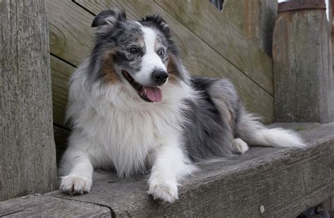 Quick Facts About The 20 Best Herding Dog Breeds With Pictures Pet Ponder