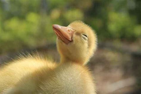 The 35 Happiest Moments In Animal History Cute Ducklings Cute Animal