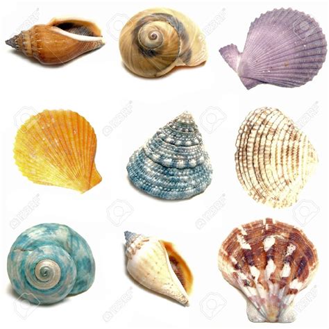 Group Of Nine Colorful Seashells On A White Background Sea Shells