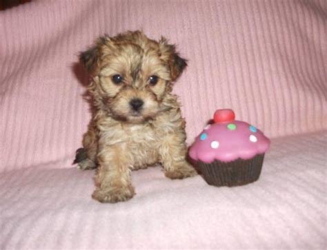 Visit us now to find your dog. bichon/yorkie for Sale in San Antonio, Texas Classified ...