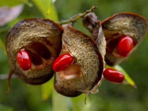 1kg Clean Edible Dried Castor Beans For Planting Buy Buy Castor Beans