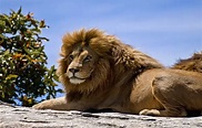 8 “The Lion King” Animal Species In Real Life (With Pictures) - Animal Dome