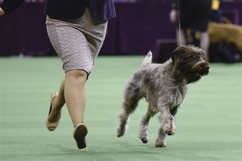 wirehaired pointing griffon full profile history  care