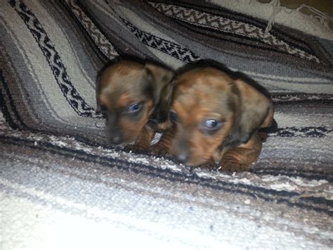 Please contact the breeders below to find dachshund puppies for sale in california search breeders by location. Dachshund Puppies for sale Columbus Ohio - Home