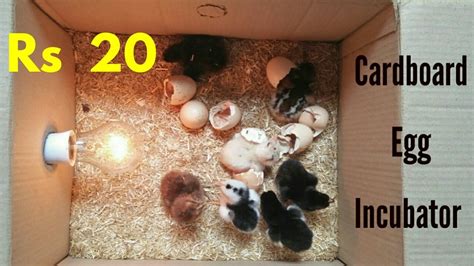 How To Make An Egg Incubator At Home Cardboard Box Egg Incubator Egg Hatched Youtube