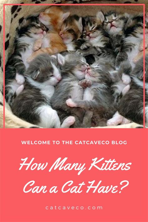 How Many Kittens Can A Cat Have Kittens Cat Facts Funny Cats