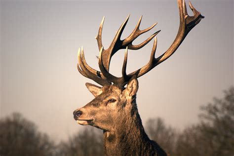 Animal Deer 4k Ultra Hd Wallpaper