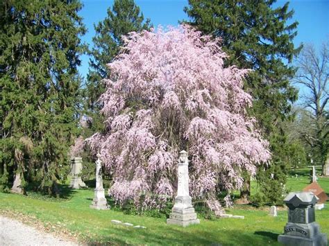 Prunus Subhirtella Var Pendula Weeping Higan Cherry Specimen Trees
