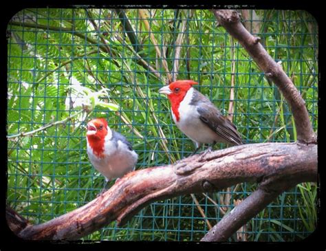 Brazilian Cardinals Adventures In Toucanland