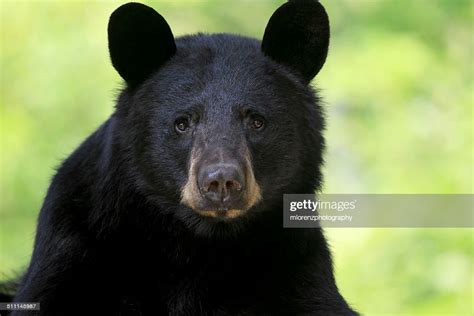 Black Bear Closeup Stock Photo Getty Images