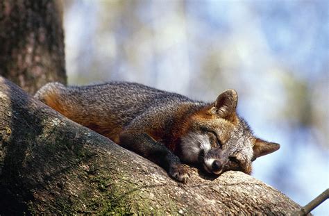 Gray Fox In Tree Photograph By Millard H Sharp
