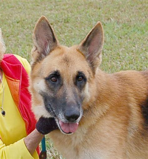 Rescue Dog Village Guardian Inc Ct Dog Rescue Adoptions