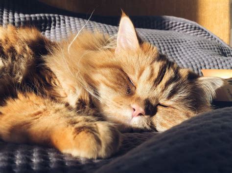 Cute Ginger Maine Coon Adult Cat On The Bed Stock Photo Image Of