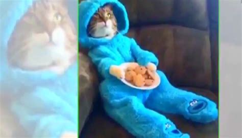 Us Embassy In Australia Accidentally Sends Cookie Monster Cat