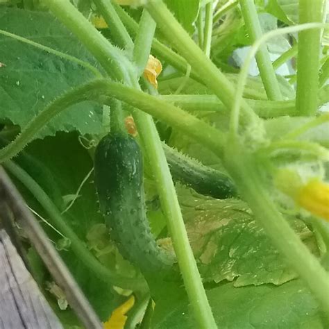 Cucumis Sativus Burpless Cucumber Burpless Uploaded By