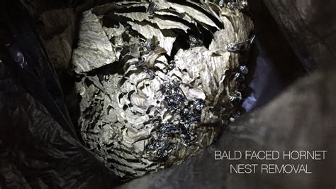Travis explains the removal of a bald faced hornet (dolichovespula maculata) nest. White Faced Wasp Nest Removal | Mice