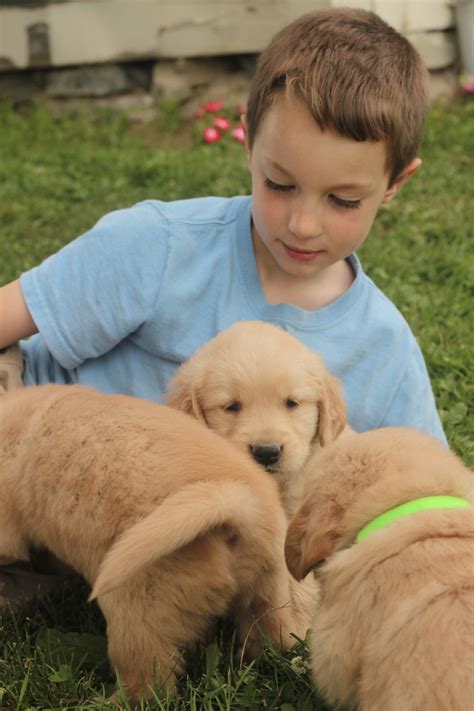 They live a very peaceful and relaxed life. A Boatload of Sunshiny Golden Puppies Photos! - Windy ...