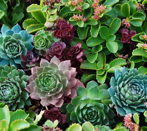 Posted in garden news by jean vernon. Cottage Farms Artist's Palett Savvy Sedum & Succulent ...
