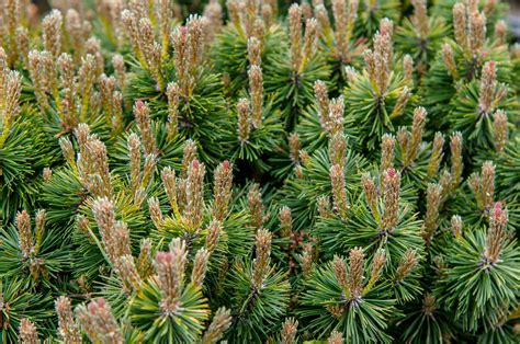 How To Grow And Care For Dwarf Mugo Pine
