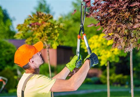 Tree Pruning Service Branch Cutting Scarborough