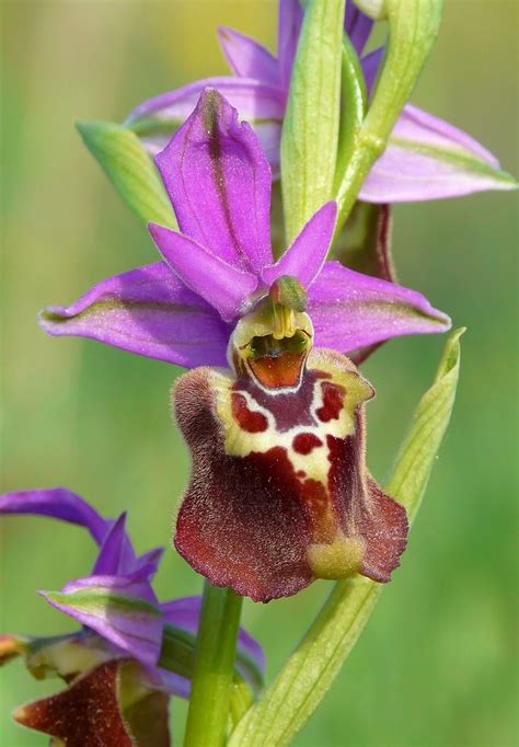 Ophrys Apulica Rare Orchids Beautiful Orchids Unusual Plants