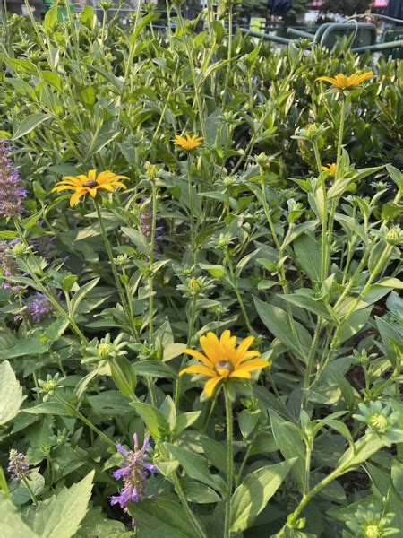 Exploring Native Cut Flowers — Madison Square Park Conservancy