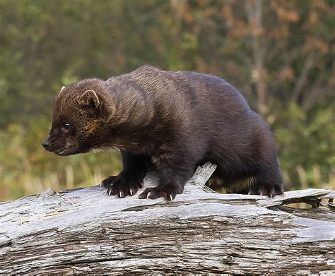 It has massive claws, sharp teeth, and a habit of killing everything that it can and caching the extra in a vee in a tree. Meet the Fisher, Ontario - The Fur-Bearers