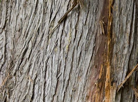 Cedar Bark Texture Tree Forest Nature Backgrounds Stock Image Image