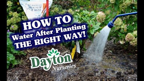 How To Water After Planting The Right Way Youtube