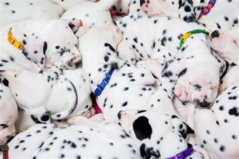 Meet The Real Life 101 Dalmatians With A Record Breaking Litter Of