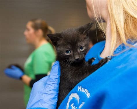 Kitten Care 101 Humane Animal Rescue