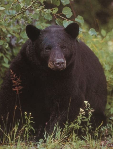 Black Bears Internet Center For Wildlife Damage Management