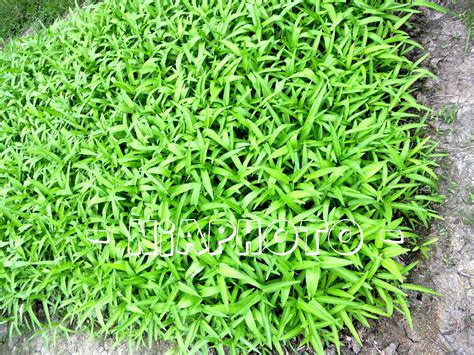 Batang kangkung darat berukuran kecil dengan warna putih kehijauan. Buntal - Buntal: KANGKUNG..air dan darat