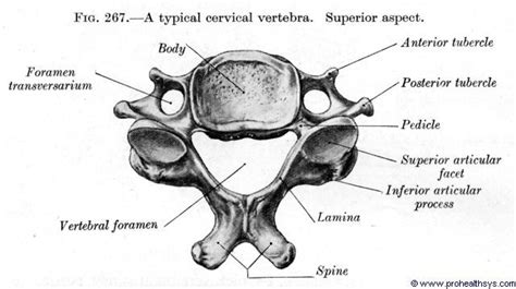 Cervical Vertebra Superior View Figure 267 Cervical Vertebrae Heart