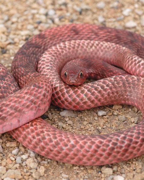 What Is A Red Racer Snake With Pictures