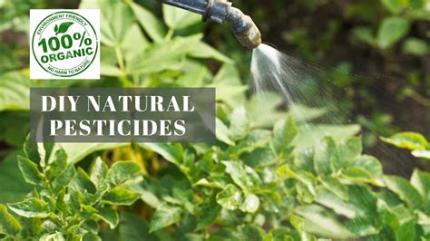 How To Make The Best Natural Pesticides For Free Youtube