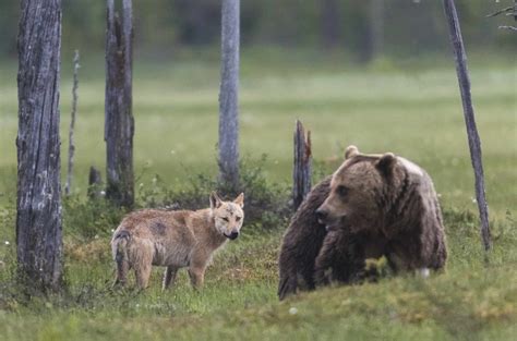 Watch A Wolf Chase A Bear In Completely Normal Day In Alaska Az Animals
