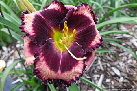 Daylily Hemerocallis Touch The Night In The Daylilies Database