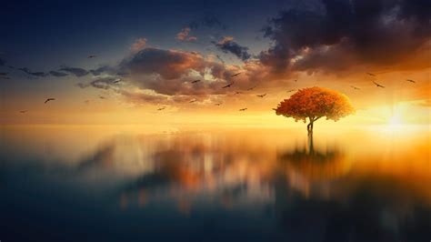 Download 1920x1080 Lonely Tree Horizon Sunset Clouds