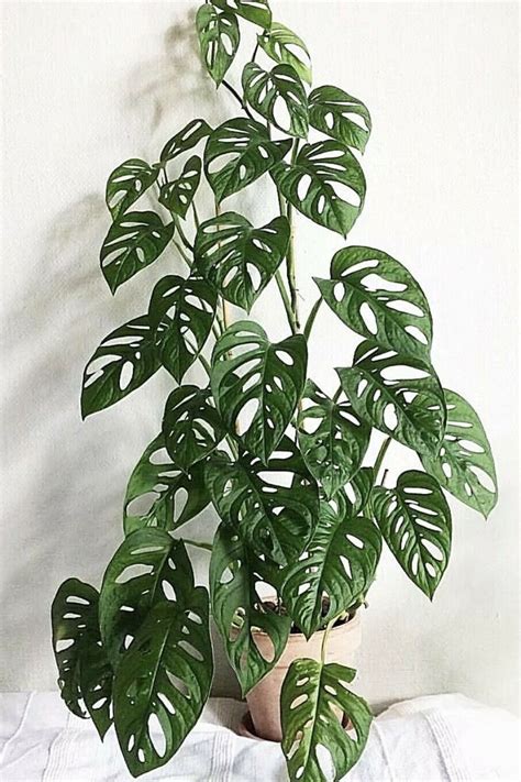 If you live in a climate where winter comes early, then spring and. Monstera Adansonii (Swiss Cheese Plant) Profile in 2020 ...