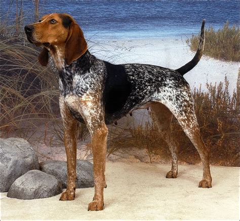 American English Coonhound Known In The New World As Virgina Hounds