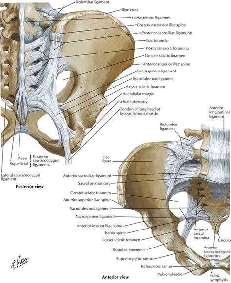 Anatomy of pelvis & perineum by profgoodnewszion 71948 views. 5: Pelvis and Perineum | Basicmedical Key