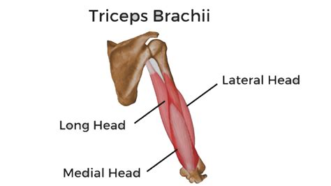Triceps Brachii Anatomy Info